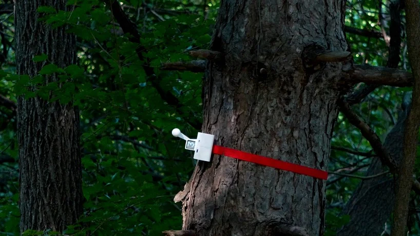 Knocker strapped to a tree, about to knock on wood