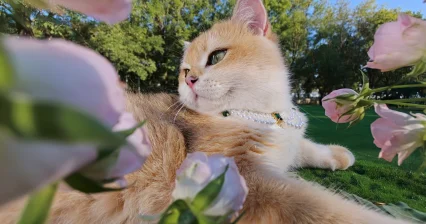 OPPO Find X10 Pro Max 拍摄的花丛中的猫